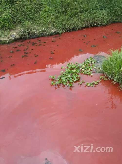 广东惠州现一条污染血河 网友喊环保局长来游泳