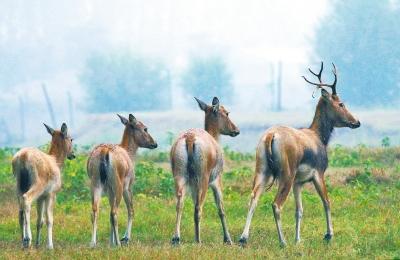 原阳林场麋鹿灭绝传言引关注 原来只是怕见人