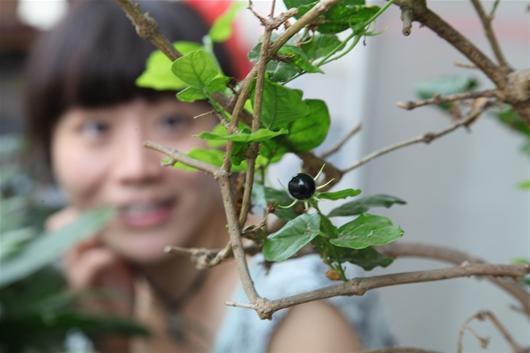 茉莉花罕见结出一颗珍珠果或因昆虫碰巧传粉图