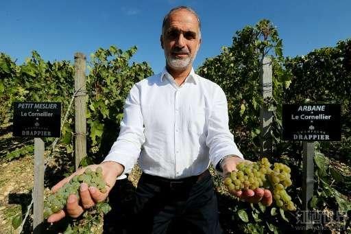 全球气候变暖,稀有香槟葡萄迎来春天