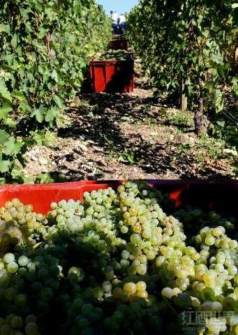 全球气候变暖,稀有香槟葡萄迎来春天