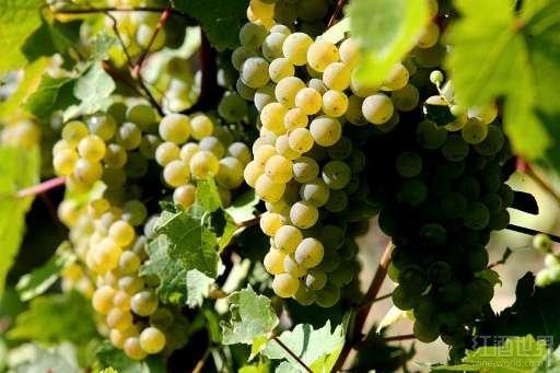 全球气候变暖,稀有香槟葡萄迎来春天