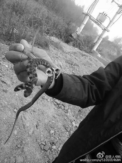 红黄相间的花纹,长着两个小脑袋,不时地吐着红色的芯子,让人看了又惊