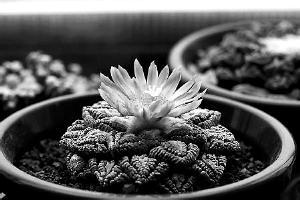 ��ֲ�����è����˽�뾳 �е²��1250���Σֲ��