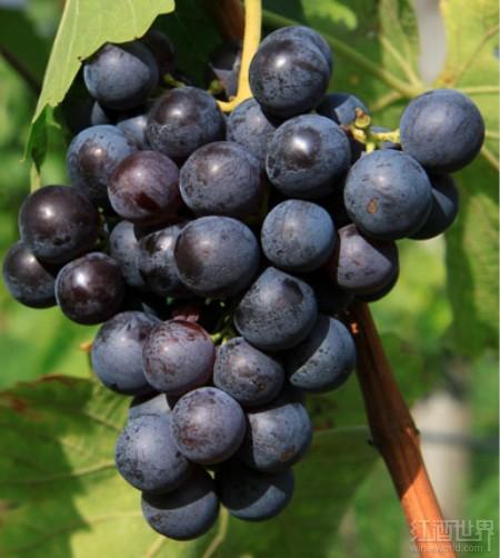 ������Ѿ�Ϊʲô�ȳ����޻��ǵ�ζ����