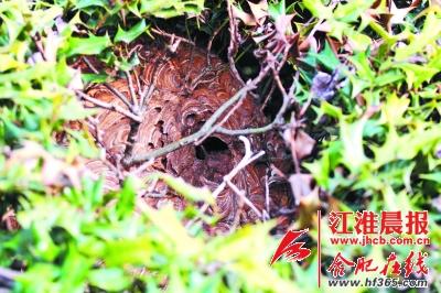 合肥市植物园发现杀人蜂蜂窝距地面最低不到1米