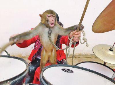 河南新野耍猴艺人:打死也不能让孩子干这营生(图)-中新网