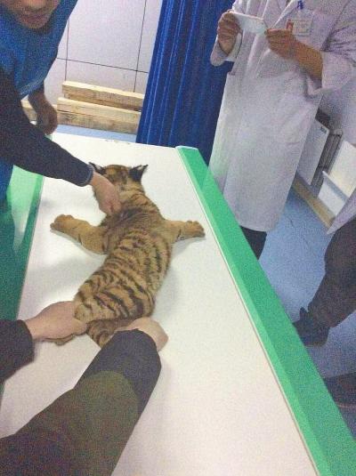 后腿蹬弄不成小老虎看医生