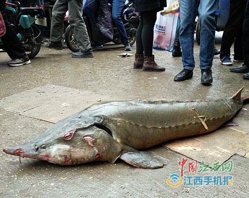 有人公然卖中华鲟专家辨别或是杂交鲟图