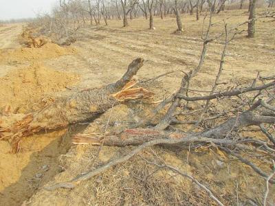 新郑薛店镇村民状告政府 未获同意1800多棵树被挖