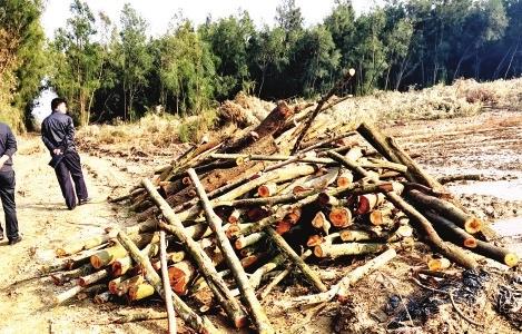 福清百亩防风林被盗砍 嫌疑人已锁定(图)