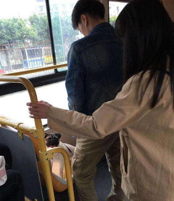 男子带宠物狗乘公交车 狗坐爱心专座引乘客不满
