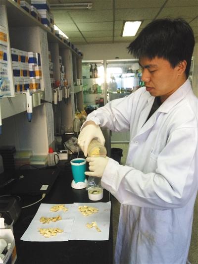 实验人员正在将干姜片粉碎成姜粉,用于实验。