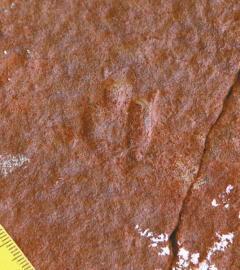 ��С�Ŀ����㼣��