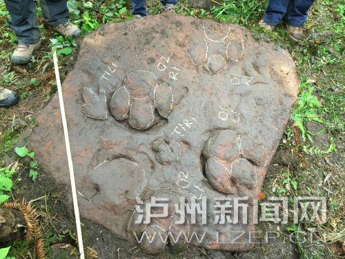 足迹长约30厘米,由三个趾和一个胖胖的脚跟组成 (邢立达摄)