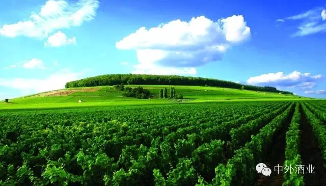 “酒教合一”的耶稣版图 基督教与葡萄酒