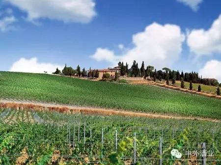 “酒教合一”的耶稣版图 基督教与葡萄酒