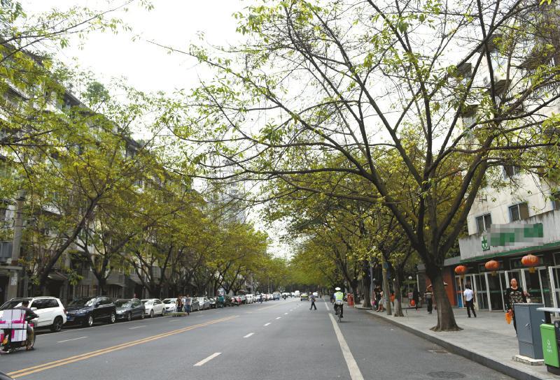 我打听我是成都林荫街的老居民,今年街道两侧的黄葛树长势不好.