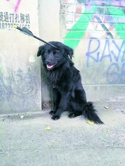 流浪狗头部中箭好心人送医救治用弓射狗竟只为取乐