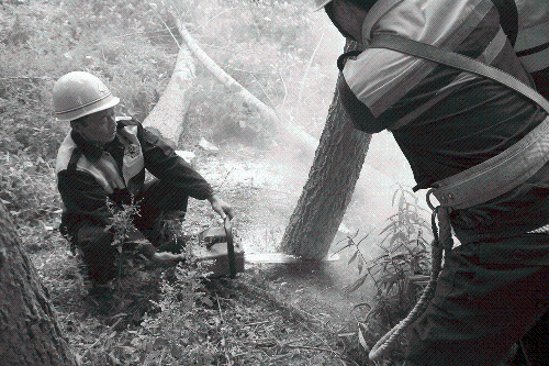 ��·��ʵ�ܴ��� һֻ�������þ�����ͣ��51����