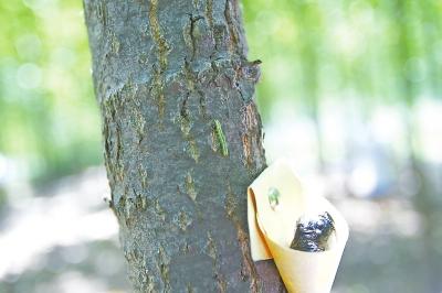又到美国白蛾猖獗时 郑州放大招将实施“以虫治虫”