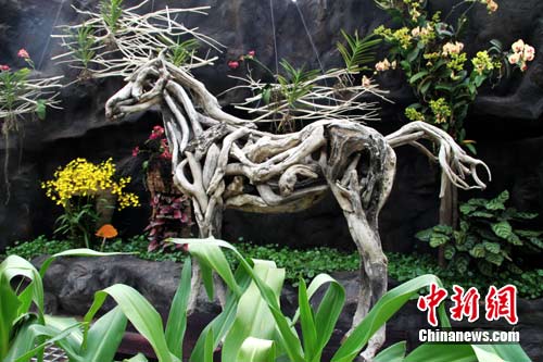 领略植物别样风情世园会自然馆奇珍异宝扎堆亮相 中新网