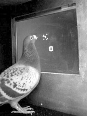 研究证明鸽子有识数天赋水平与猴子不相上下