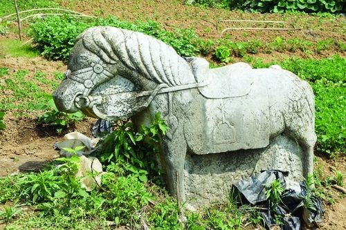 珍贵明代石虎倒在农田文物部门:不能随便扶正