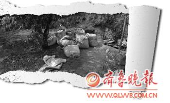 ɽ�����ݰ����ƻ������Ĺ��ץ���Ĺ��12��