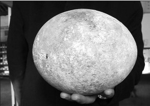 宿州一工地挖出鸵鸟蛋化石内有液体晃动(图)