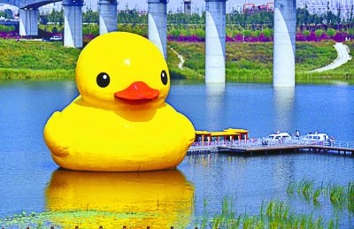 大黄鸭频被“山寨”大绿鸭、翘尾鸭凑热闹(图)