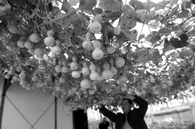 北京葫芦藤结葫芦超600个欲申报吉尼斯纪录(图)