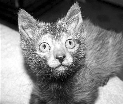 ����è�䣺�沿��ë�ơ����ˡ���ͼ��