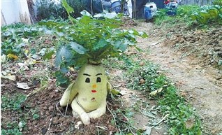 卖萌“萝卜兄”网络走红:高半米重十几斤似人参(图)