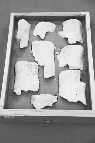 山东博物馆藏甲骨发现约10例新字形（图）