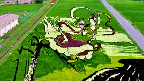 日本举办稻田艺术节1.5公顷稻田现飞舞仙女(图)