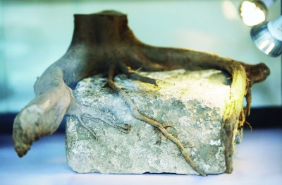 �Ͼ�����ǽ��������������չ����ת����ӡ������