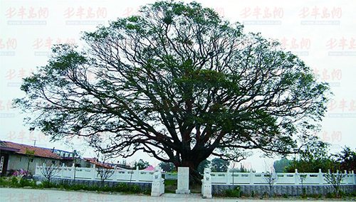 600�����̴��������Ϊ�ƻ����������֦��ͼ��