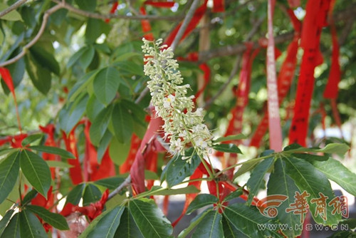 玄奘手植娑罗树子树成功移植将扎根大雁塔下(图)
