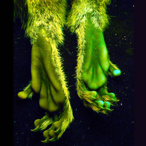 13,世界首批转基因猴的绿色荧光爪