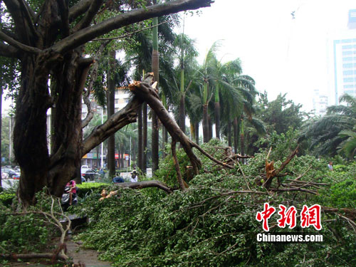 ����ɳ��Ϯ���ڣ��軨����12����������ľ��8����