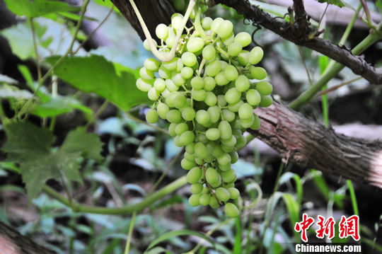 ��³���������ջ���ɽ����ʵ�����³�50�棨ͼ����2��