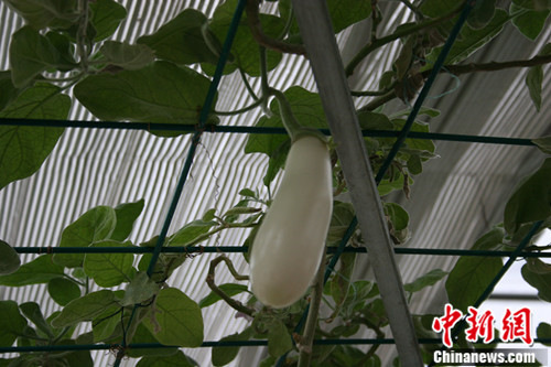 ̩��ũҵʾ��������̨��������з���������ͼ��