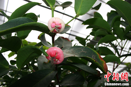 ̩��ũҵʾ��������̨��������з���������ͼ����2��