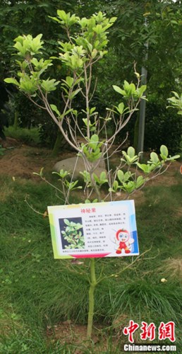 泰安农业示范区引进台湾蝴蝶兰研发技术(组图)(6)