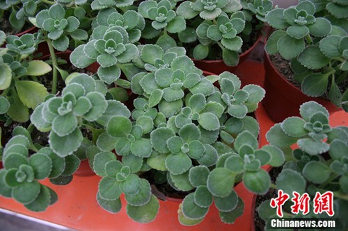 泰安农业示范区引进台湾蝴蝶兰研发技术(组图)(7)