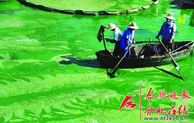 安徽合肥巢湖蓝藻爆发放花白鲢可吃尽?(图)