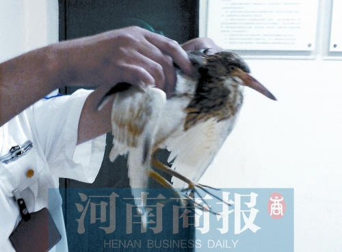 郑州近期高温难耐“烤熟小鸟”一灰鹭中暑树上掉落