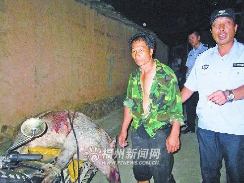 摩托车上载着一只大野猪男子射杀野猪贩卖被逮(图)
