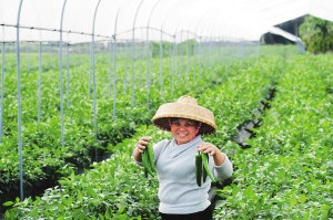 海南力争瓜菜产量增10万吨出岛量增5万吨(图)